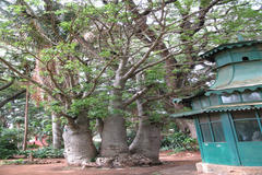 Adansonia digitata